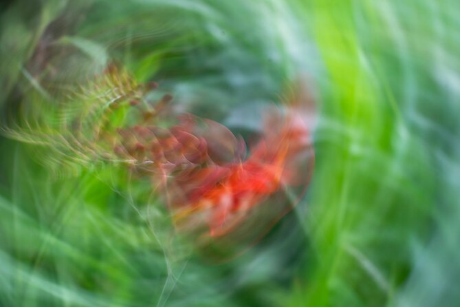 Mindful Photo Walk at Princess Pavilion & Gyllyngdune Gardens - What the $27.36 price includes