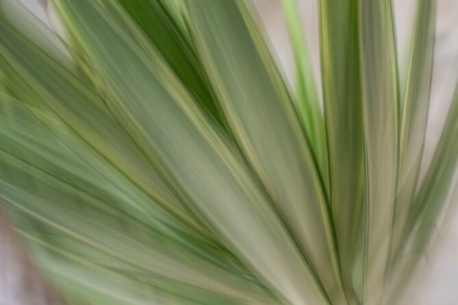 Mindful Photo Walk at Princess Pavilion & Gyllyngdune Gardens - Who should book this activity