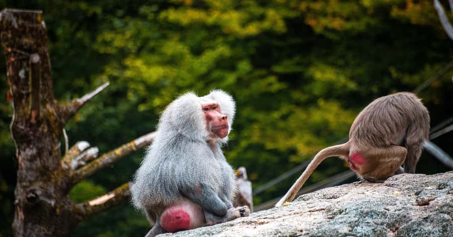 Nagano: Snow Monkey Private Instagramable Day Tour Low Price - What the price includes, and what it does not