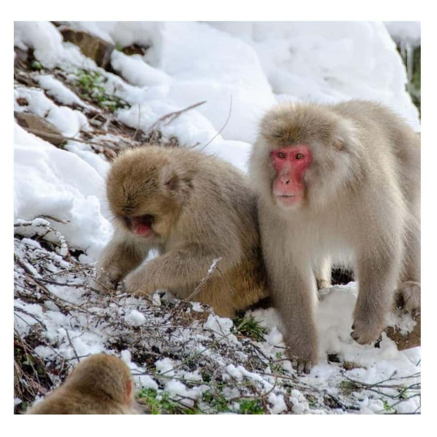 Nagano: Snow Monkey Private Instagramable Day Tour Low Price - Why the private ride matters on a Tokyo to Nagano day