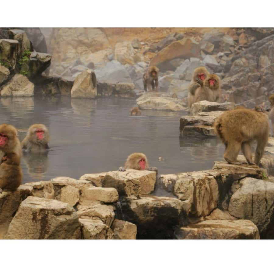 Nagano: Snow Monkey Private Instagramable Day Tour Low Price - Jigokudani is worth prioritizing