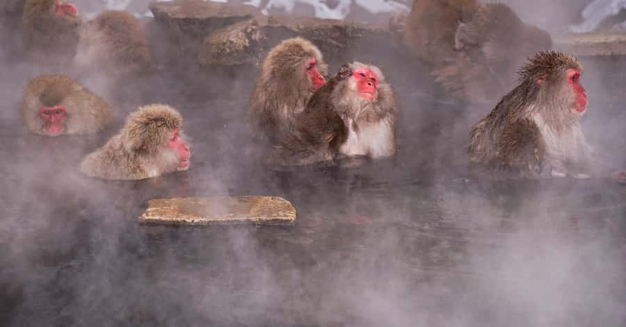 Nagano: Snow Monkey Private Instagramable Day Tour Low Price - Obuse adds art, chestnuts, and a slower pace
