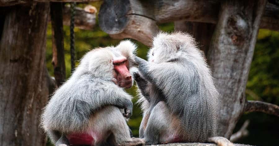 Nagano: Snow Monkey Private Instagramable Day Tour Low Price - Yamanochi offers scenery and wooden buildings