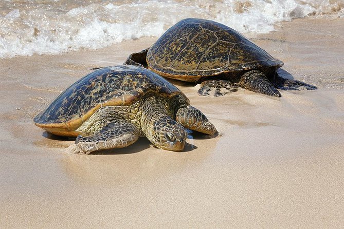 Oahu Island Photography Tour - Waterfalls, beaches, and wildlife sightings