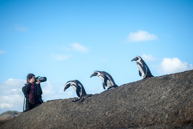 Peninsula Photography Tour - Boulders Beach and the appeal of penguin photography