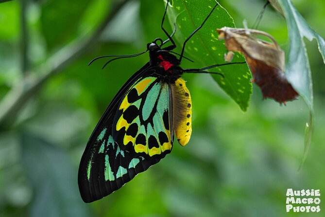 Photography and Nature in Cairns Botanic Gardens Let's Go Buggin - Key points at a glance