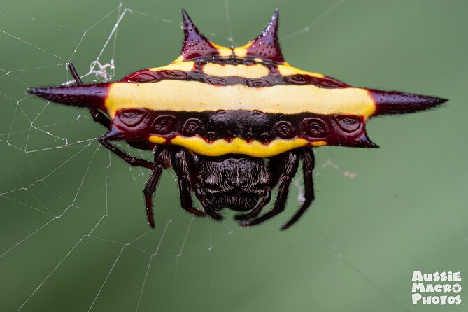 Photography and Nature in Cairns Botanic Gardens Let's Go Buggin - Macro photography help for every skill level
