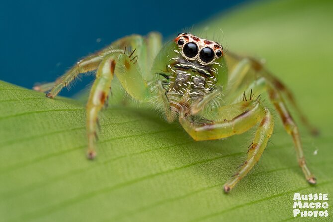 Photography and Nature in Cairns Botanic Gardens Let's Go Buggin - Is $57.38 good value?