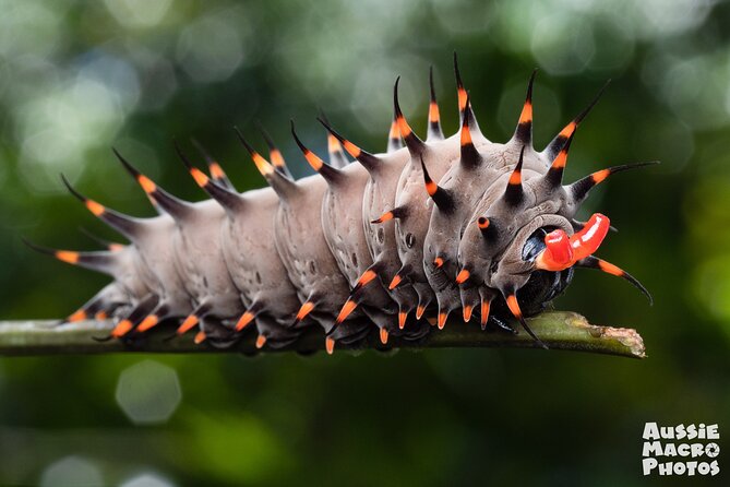 Photography and Nature in Cairns Botanic Gardens Let's Go Buggin - What happens during the 8:30 am morning walk