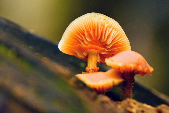 Photography in Rainforest & Suspension Bridge - What you will actually learn with your camera or phone