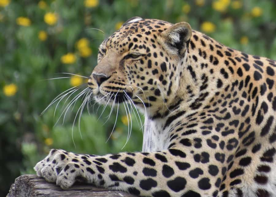 Plettenberg Bay: Private Guided Wildlife Photography Tour - Who will enjoy this most?