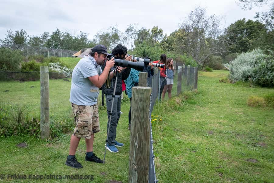 Plettenberg Bay: Private Guided Wildlife Photography Tour - Cheetahs and the conservation story behind the photographs