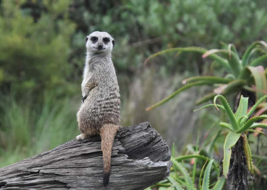 Plettenberg Bay: Private Guided Wildlife Photography Tour - Caracals, servals, and the chance to enter selected enclosures