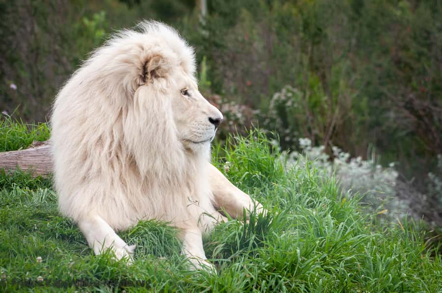 Plettenberg Bay: Private Guided Wildlife Photography Tour - The white lion walkway and the strongest photo stop