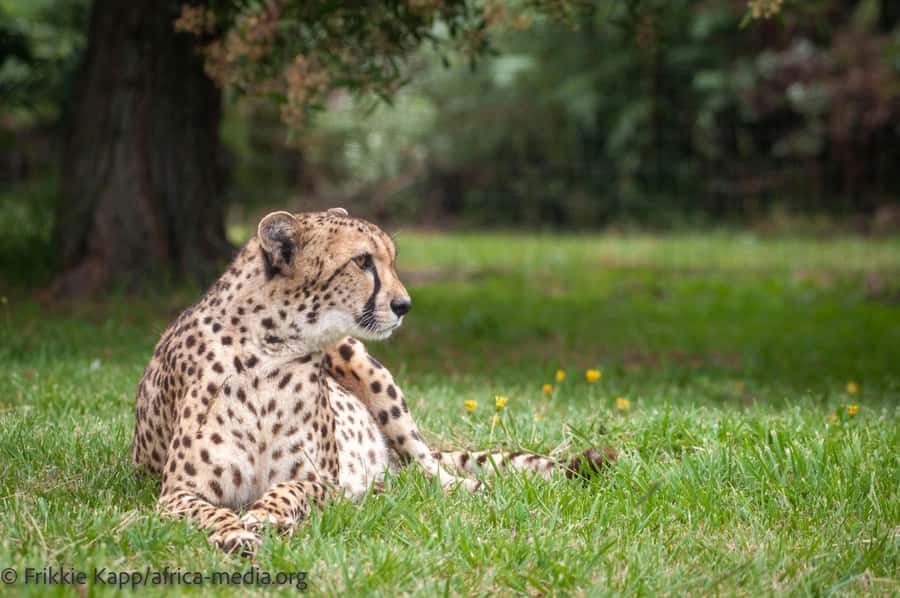 Plettenberg Bay: Private Guided Wildlife Photography Tour - Is $41 per person a fair price?