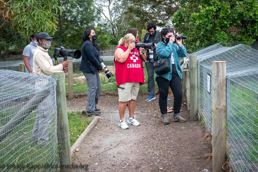 Plettenberg Bay: Private Guided Wildlife Photography Tour - Meerkats first, then the search for a leopard