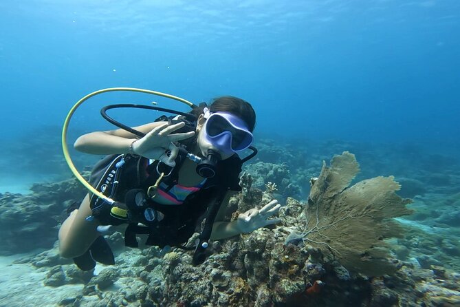 Private Dive + videographer/Photographer (Certified divers only) - What happens during the private session