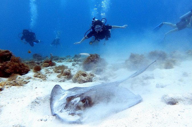 Private Dive + videographer/Photographer (Certified divers only) - The photography package and what it is worth