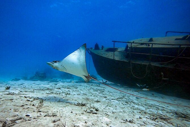 Private Dive + videographer/Photographer (Certified divers only) - Choosing the underwater setting