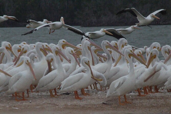 Private Everglades 10,000 Islands Photo and Birding Boat Safari - What your guide adds to the outing
