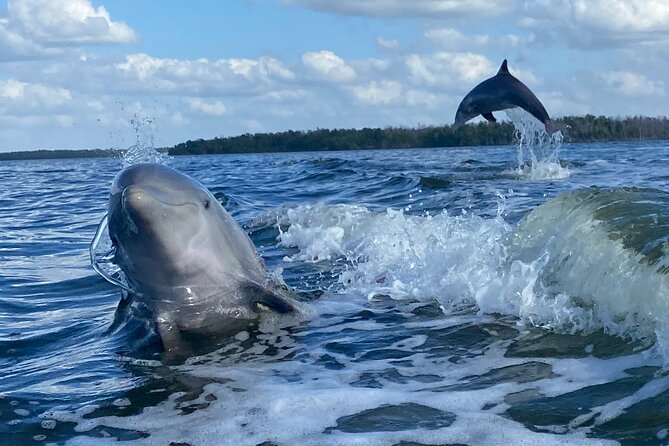 Private Everglades 10,000 Islands Photo and Birding Boat Safari - The wildlife you might see