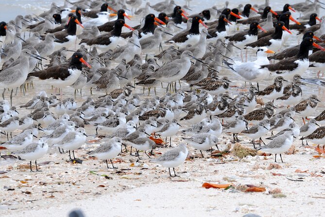 Private Everglades 10,000 Islands Photo and Birding Boat Safari - The real value of a $549.95 private trip