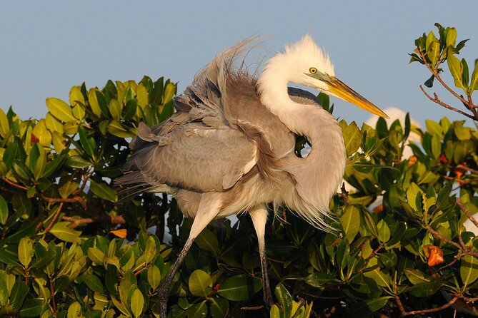 Private Everglades 10,000 Islands Photo and Birding Boat Safari - What the morning and afternoon choices feel like