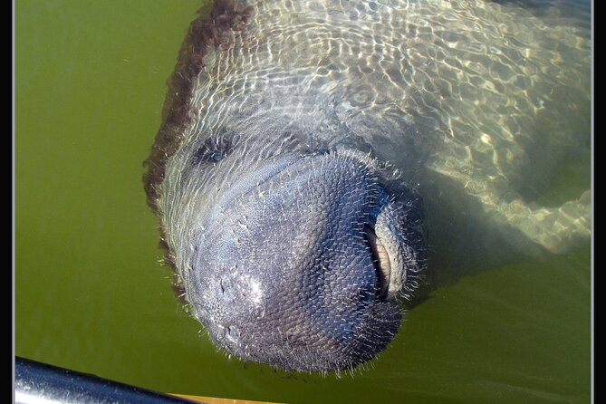 Private Everglades 10,000 Islands Photo and Birding Boat Safari - Who will get the most from this safari