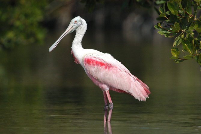 Private Everglades 10,000 Islands Photo and Birding Boat Safari - A boat designed around your camera