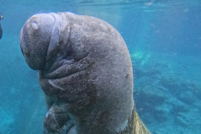 Private Manatee Swim Crystal River FL 6 Passenger Max Free Photos - Free photos, hot chocolate, and the small comforts