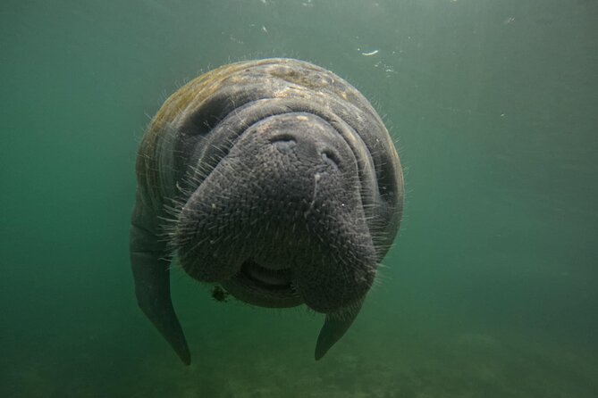 Private Manatee Swim Crystal River FL 6 Passenger Max Free Photos - Booking timing, weather, and cancellation