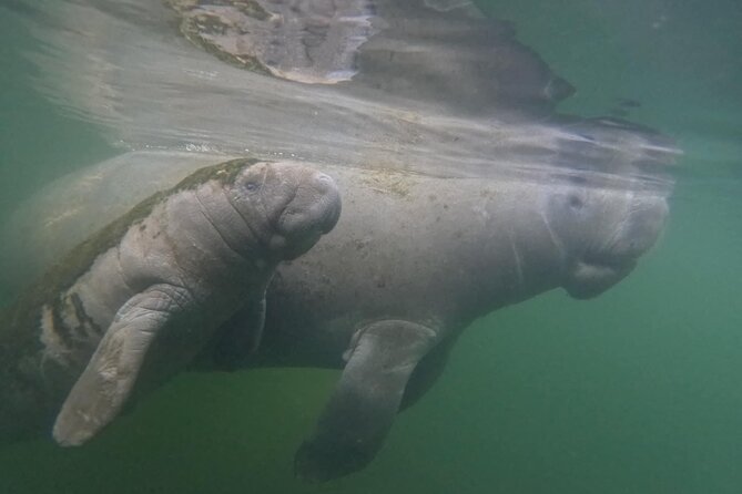 Private Manatee Swim Crystal River FL 6 Passenger Max Free Photos - Riding toward Hunter Springs Park