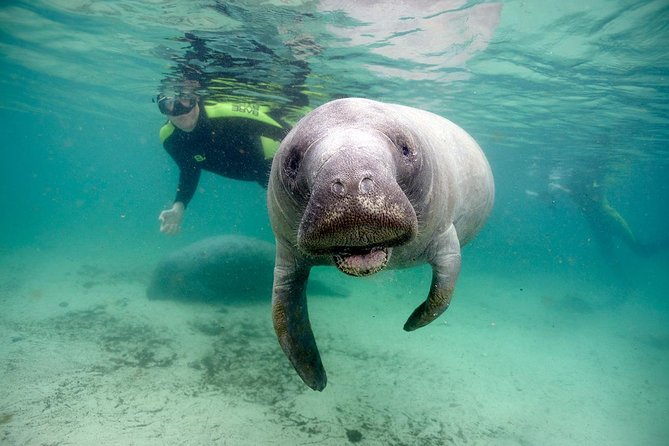 Private Manatee Swim for up to 6 with In-Water Divemaster/Photographer - Why King’s Bay is the right place for a manatee swim