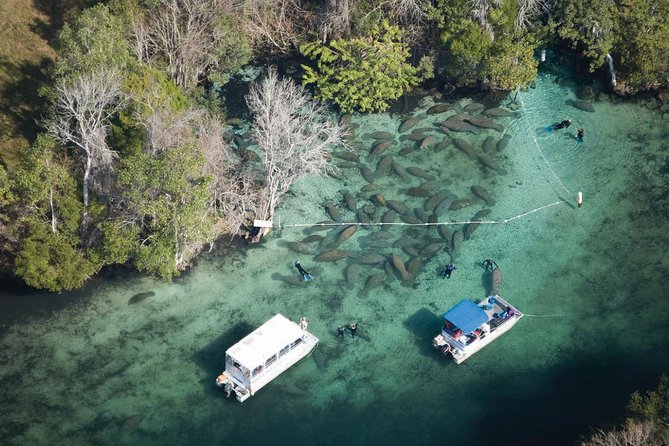 Private Manatee Swim for up to 6 with In-Water Divemaster/Photographer - What happens during the four-hour outing