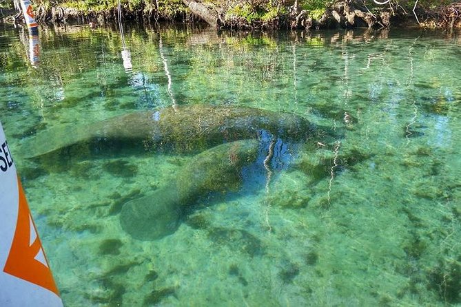 Private Manatee Swim for up to 6 with In-Water Divemaster/Photographer - Why the private format is worth considering