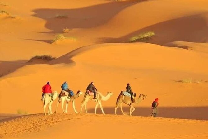Private Morning Desert Safari with Camel Ride Falcon Photos - Falcon photos and the details to confirm