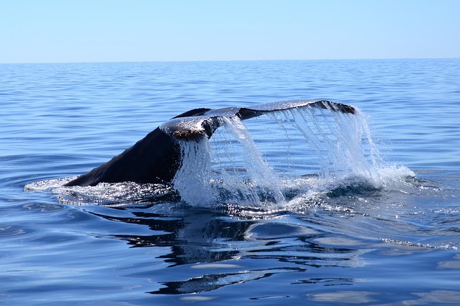 PRIVATE Whale Watch Tour | Cabo San Lucas | Biologist | FREE Pics - Why the private format changes the Cabo whale tour