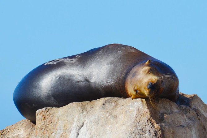 PRIVATE Whale Watch Tour | Cabo San Lucas | Biologist | FREE Pics - Heading into the Pacific or Sea of Cortez