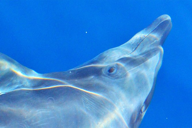 PRIVATE Whale Watch Tour | Cabo San Lucas | Biologist | FREE Pics - Whale season, weather, and the sighting guarantee
