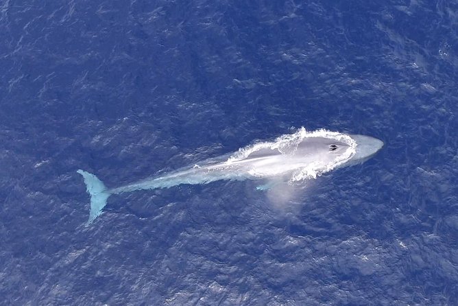 PRIVATE Whale Watch Tour | Cabo San Lucas | Biologist | FREE Pics - Is $369.50 per person fair?