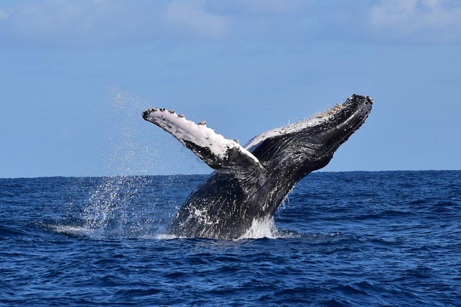 PRIVATE Whale Watch Tour | Cabo San Lucas | Biologist | FREE Pics - Starting at Marina Cabo San Lucas
