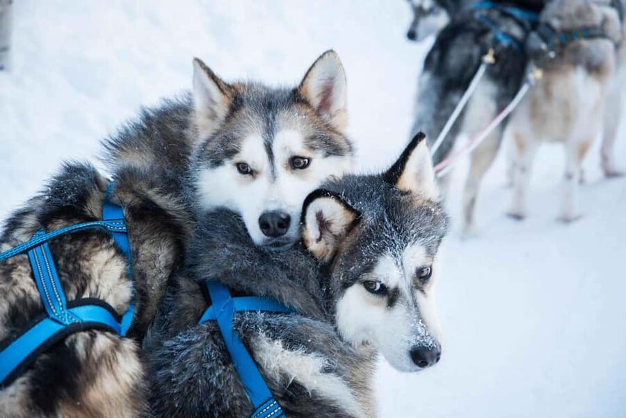Rovaniemi: Husky Experience and Sled Ride with Pro Photos - Key points at a glance