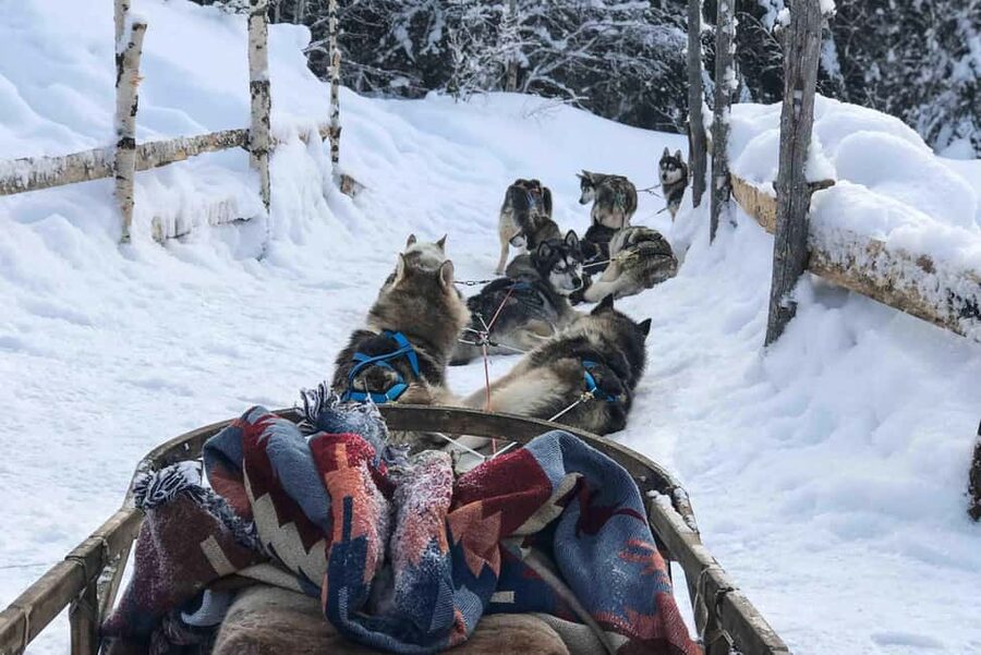 Rovaniemi: Husky Experience and Sled Ride with Pro Photos - Why this husky visit feels more personal