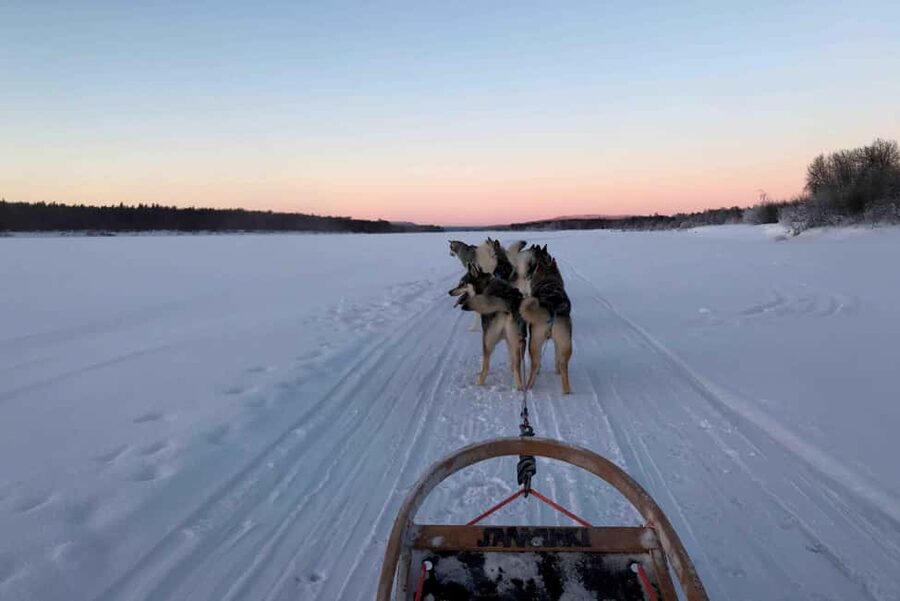 Rovaniemi: Husky Experience and Sled Ride with Pro Photos - Meeting the dogs and the musher family
