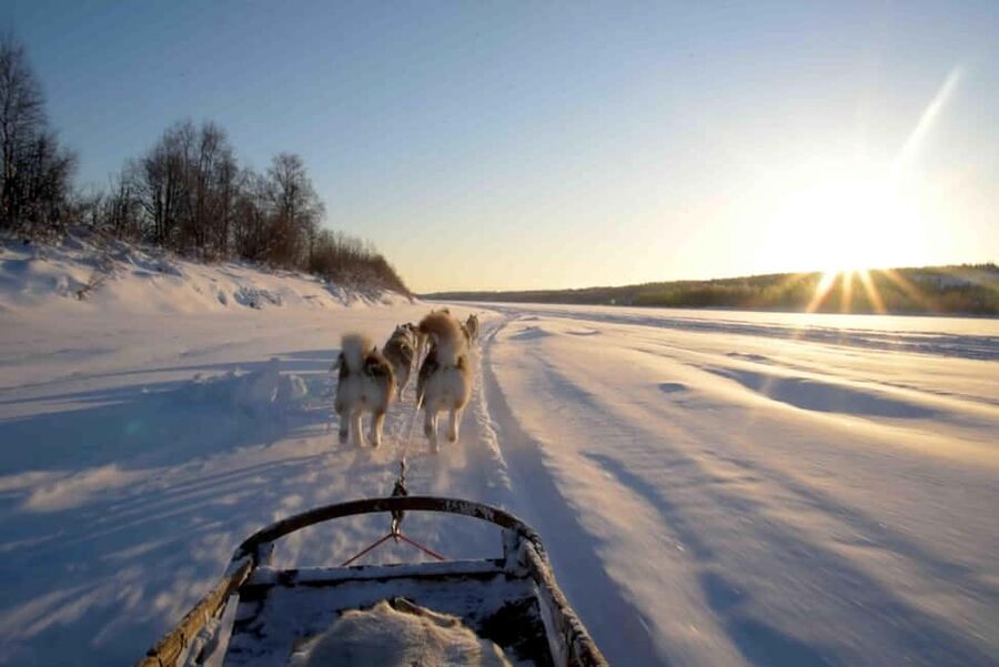 Rovaniemi: Husky Experience and Sled Ride with Pro Photos - Professional photos are a real part of the value