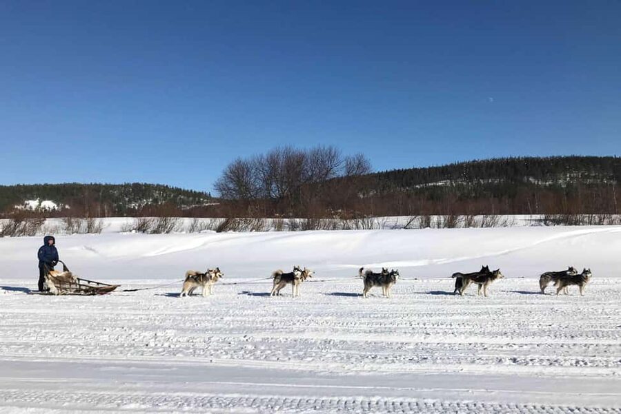 Rovaniemi: Husky Experience and Sled Ride with Pro Photos - Fire, hot drinks, and a gentle finish