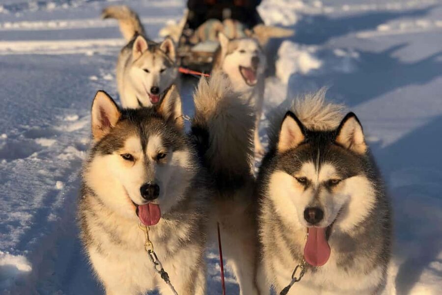 Rovaniemi: Husky Experience and Sled Ride with Pro Photos - Getting ready at the Beyond Arctic office