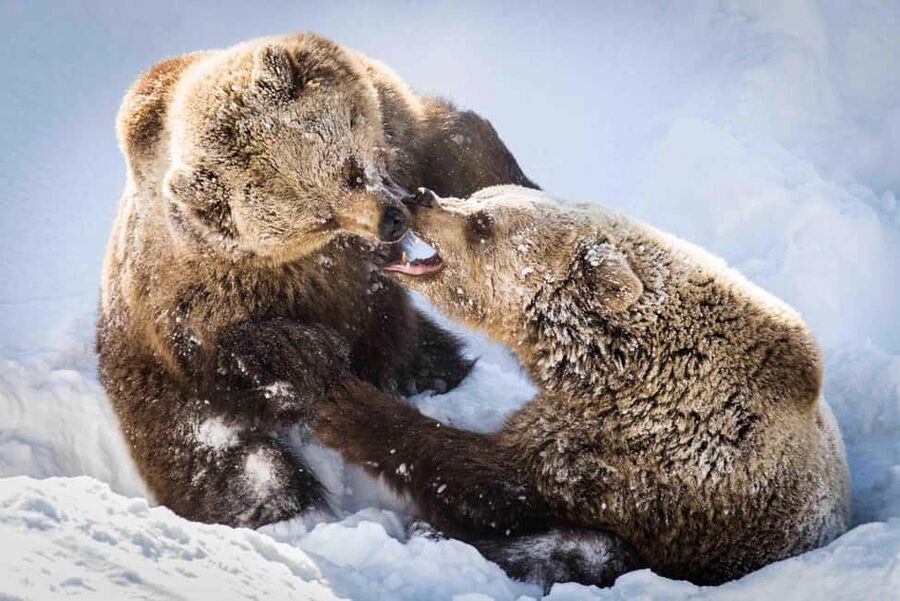 Rovaniemi: Ranua Wildlife Park guided tour with Pro Photos - Three hours among more than 50 Arctic species