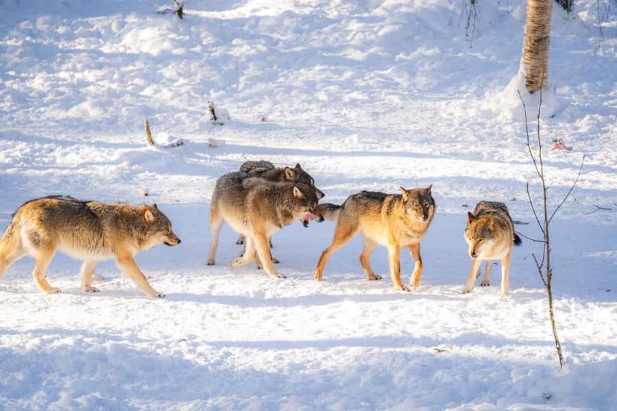 Rovaniemi: Ranua Wildlife Park guided tour with Pro Photos - Shopping near the park: Fazer sweets and local products