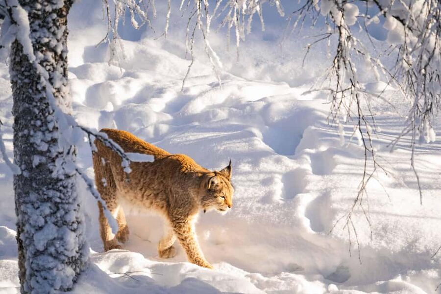 Rovaniemi: Ranua Wildlife Park guided tour with Pro Photos - Who will get the most from this tour